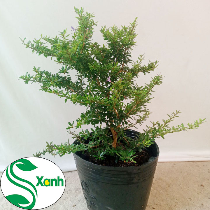 Cây Linh Sam Hoa Tím (tỉ lệ sống 100%)