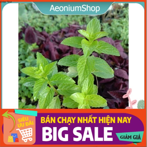 Cây bạc hà âu- pháp - euromint ️