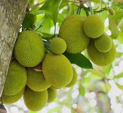 Cây MÍT ta (MÍT DAI ta), hàng gieo hạt, quả cực ngon và ngọt thơm
