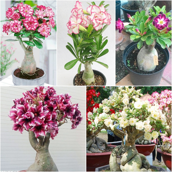 [HCM]Hạt giống hoa sứ Thái mix (gói 5 hạt)