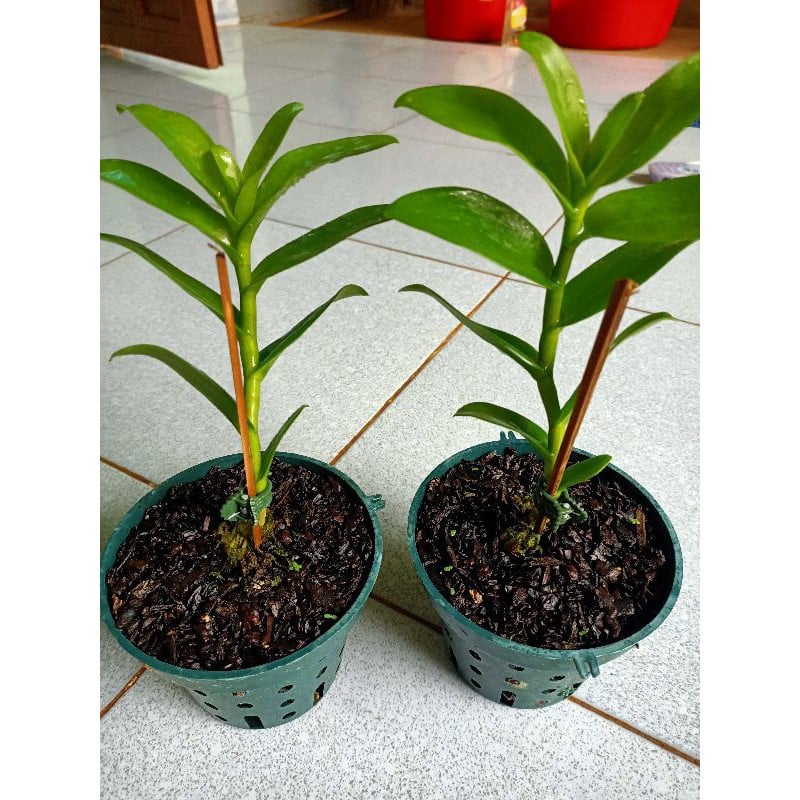 Cây giống Lan Giả Hạc Lưỡi Nhung