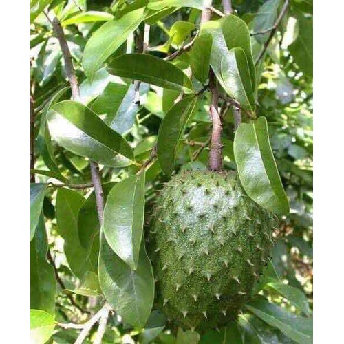 cây giống mãng cầu xiêm không hạt