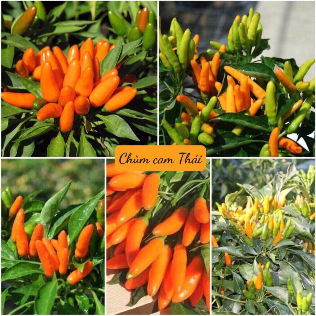 Hạt giống ớt chỉ thiên,ớt chùm cam siêu cay