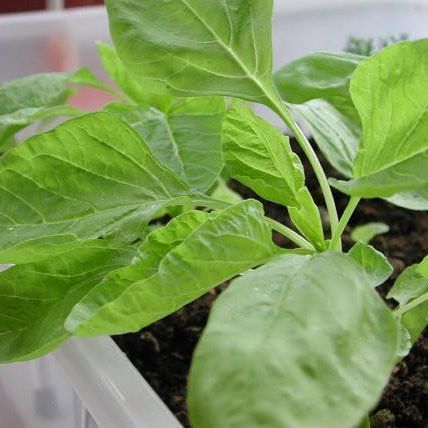 20g Hạt Giống Dền 3 Màu