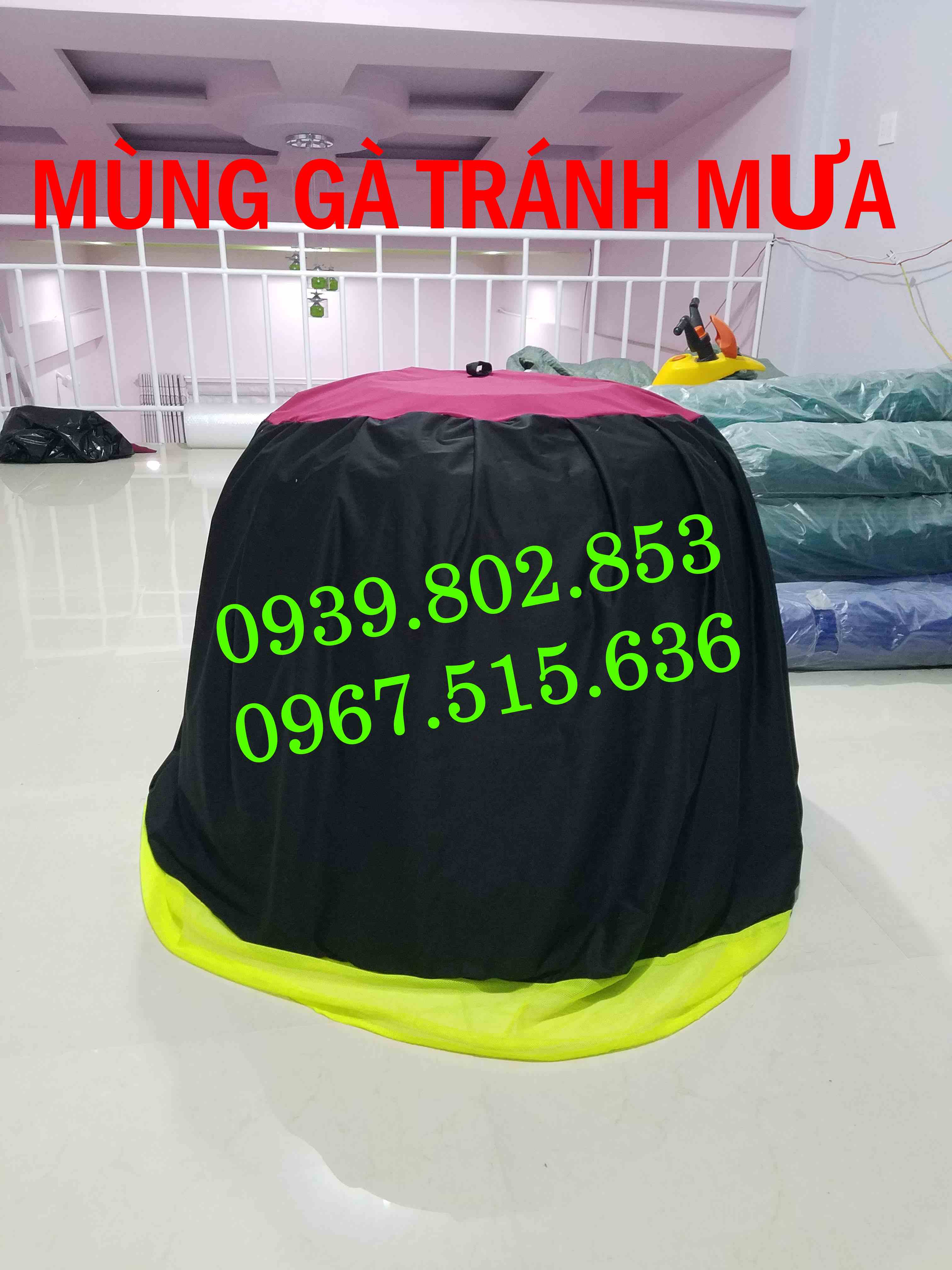 05 Mùng gà nòi tránh mưa