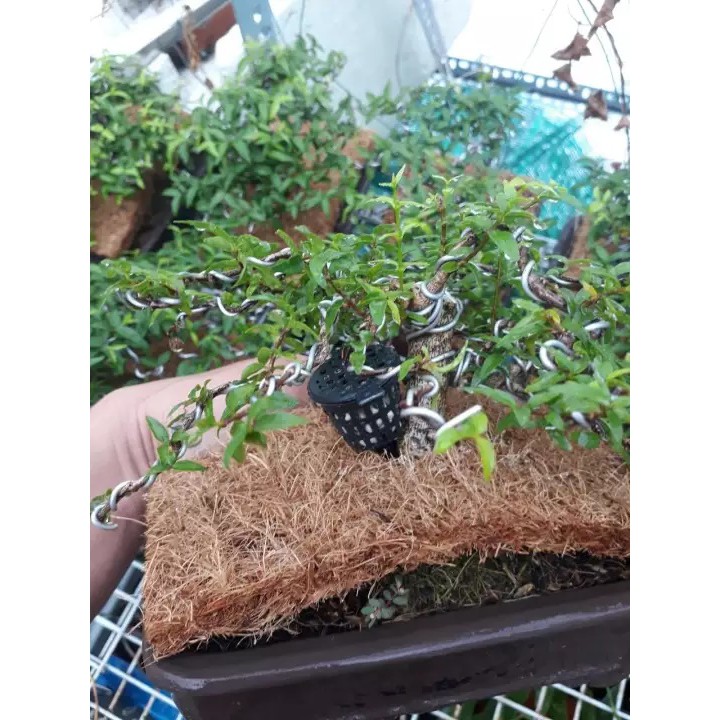 Set 100 giỏ đựng phân tan chậm