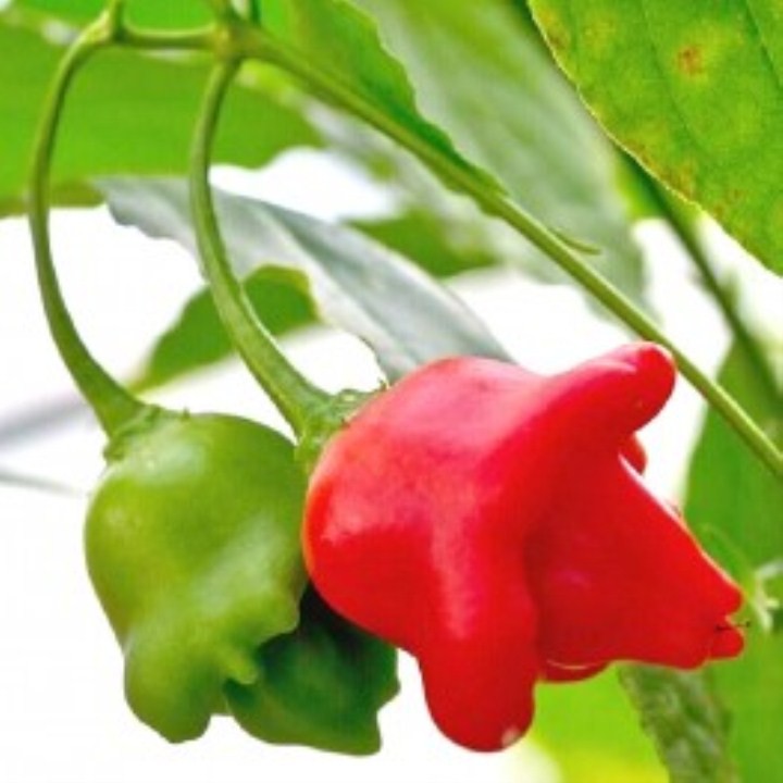 30 Hạt Giống Ớt Hoa Hồng