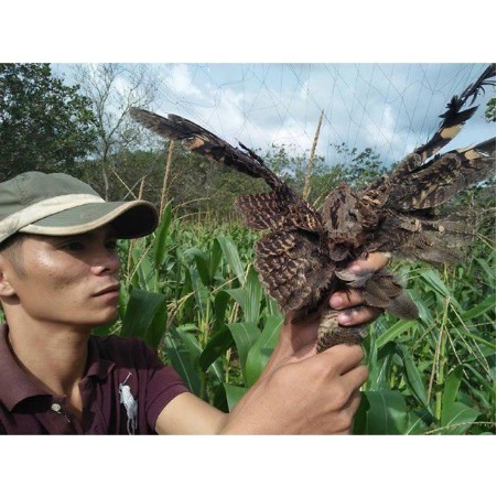 LƯỚI BẪY CHIM ĐÊM 7P CAO 5M