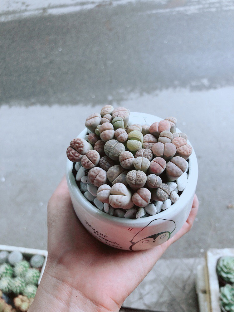 Chậu Cây Thạch Lan (lipthop- hoa sỏi)