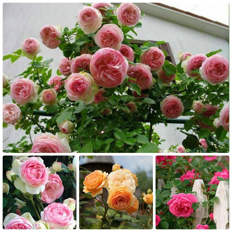 Hạt giống hoa hồng leo pháp mix ( 20 hạt ) tặng kèm  kích thích hạt nảy mầm