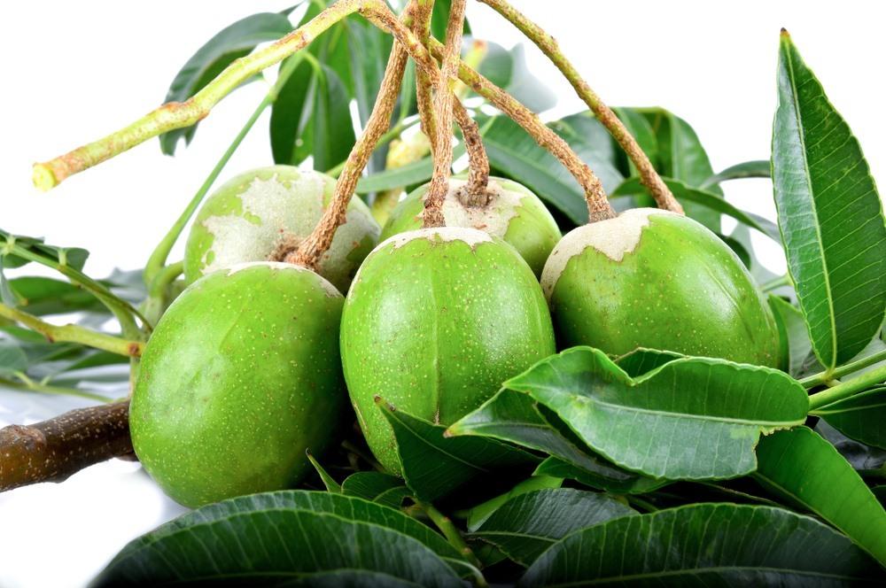 "Gói 5 Hạt " Hạt giống cây ăn trái cóc Thái lùn