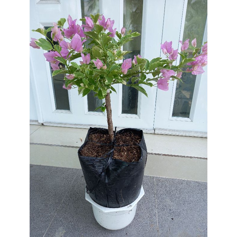 cây hoa giấy hồng lợt