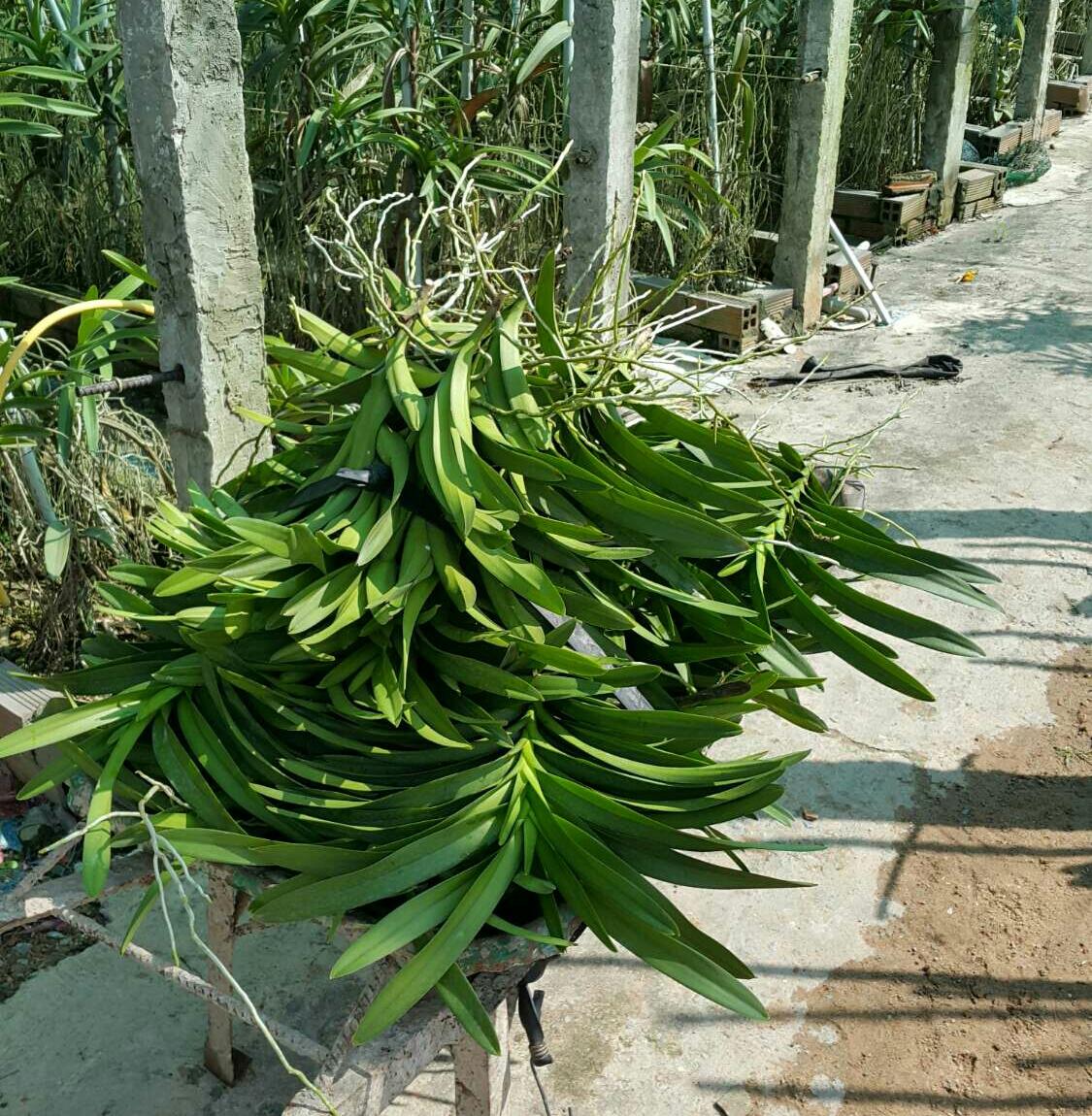 Combo 2 Mokara Giống (màu trắng)