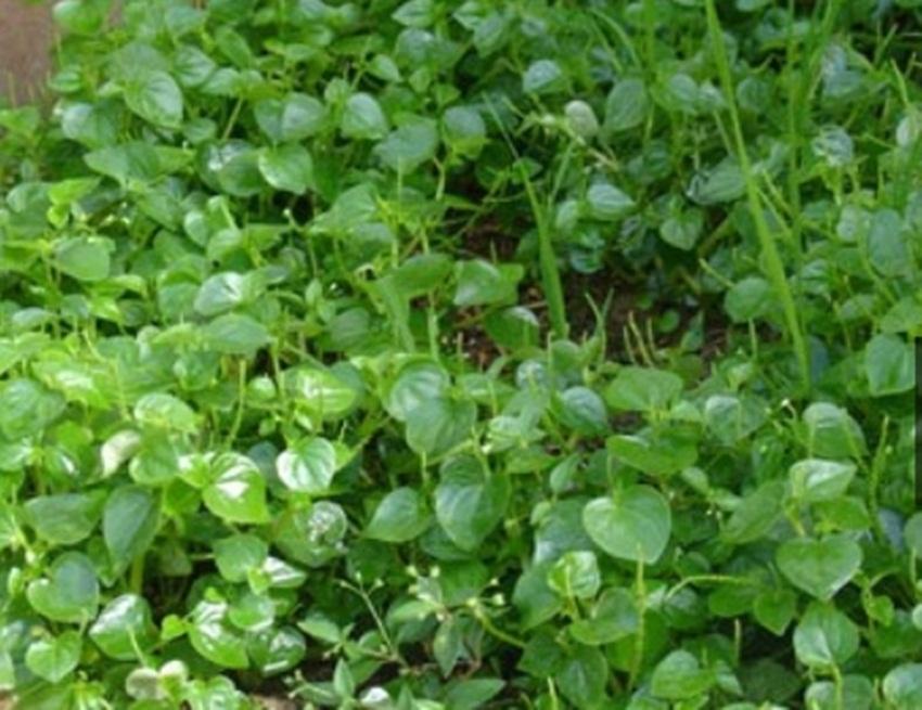 50 Hạt giống Rau Càng Cua