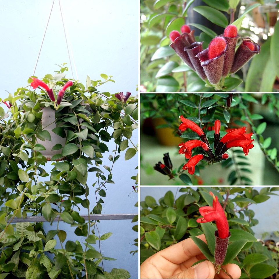 CHẬU HOA SON MÔI SIÊU ĐẸP