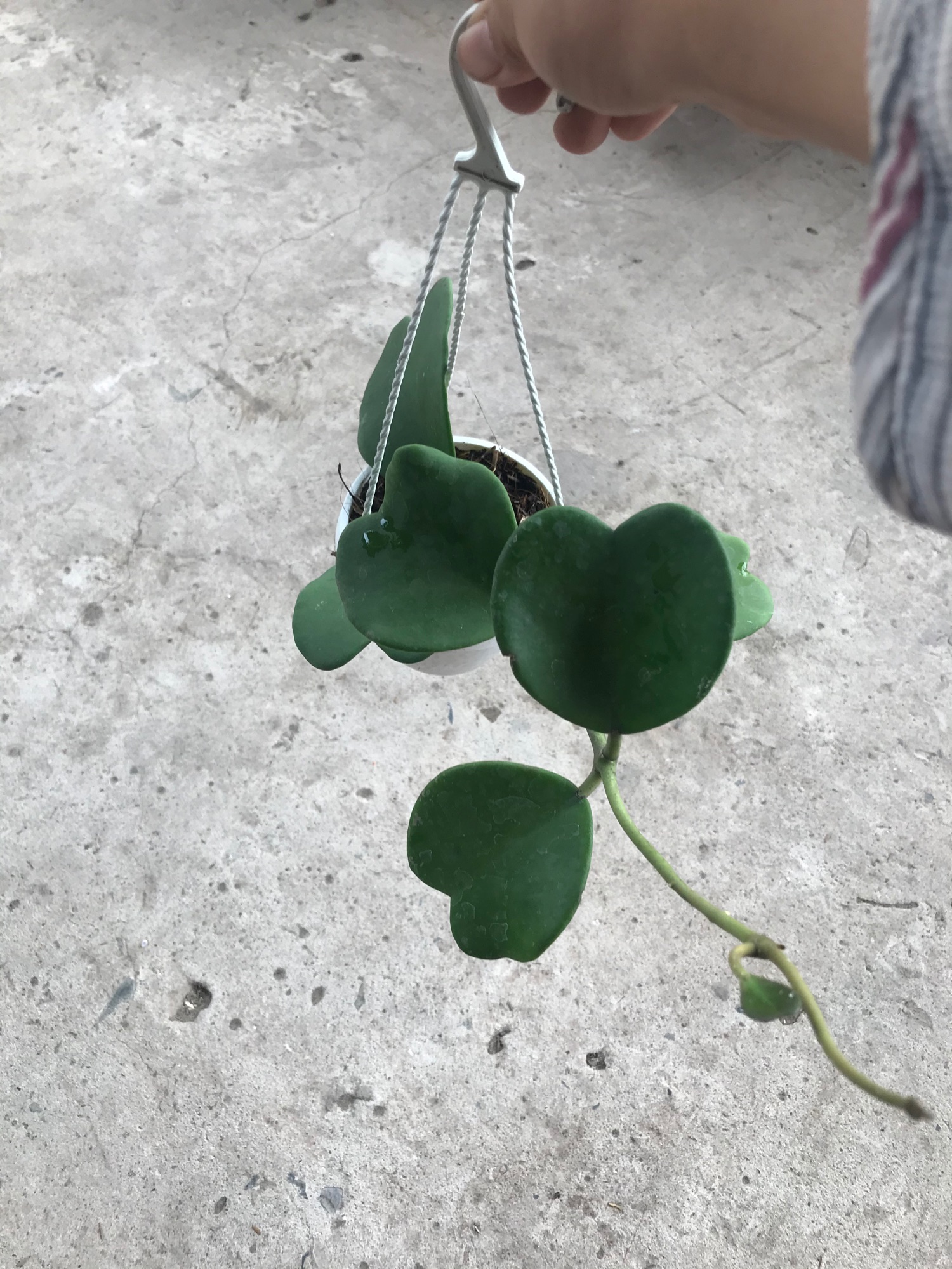 Caykiengsadec lan cẩm cù lá tim+ tặng phân bón