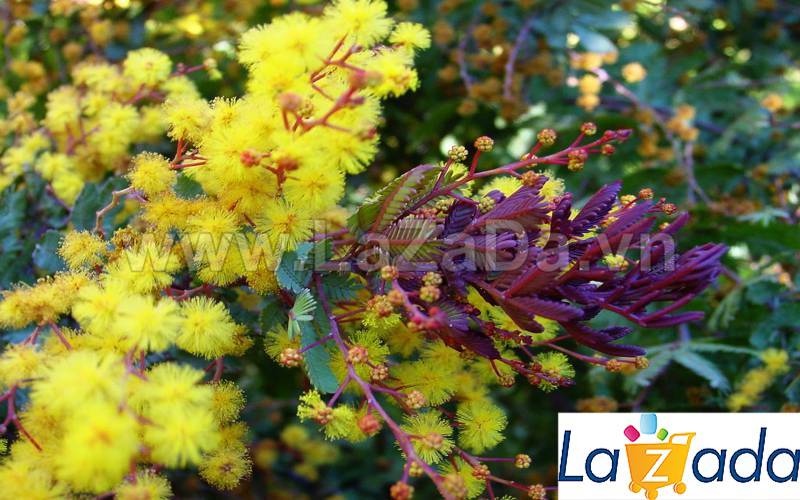 50h Hạt Giống Cây Mimosa Me Tím (| -KD: B21*X55*M197)