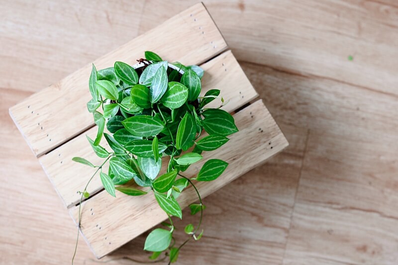 Cây Dischidia ovata - Lá Dưa Hấu (chậu treo hoặc chậu đất nung)