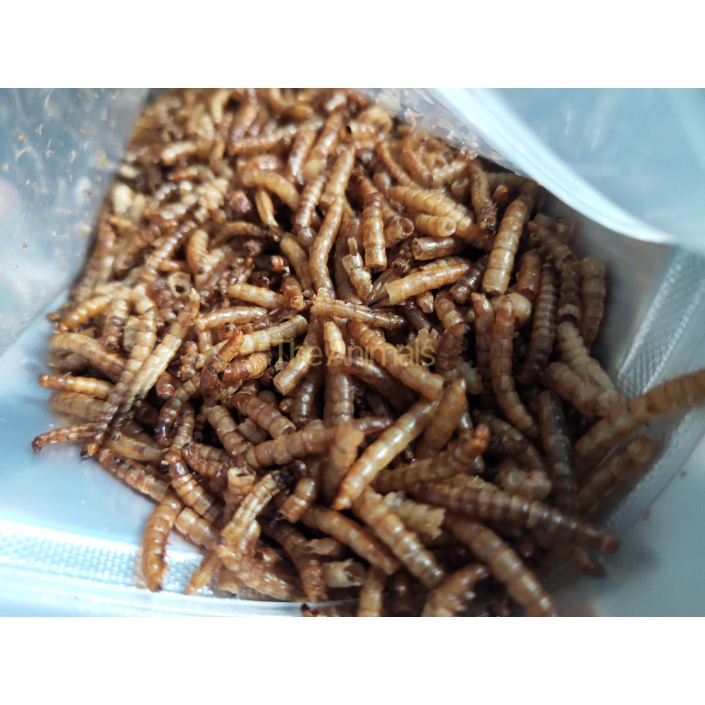 Sâu Super Worm sấy thơm cho hamster, chim, cá, nhím,... (100gram)
