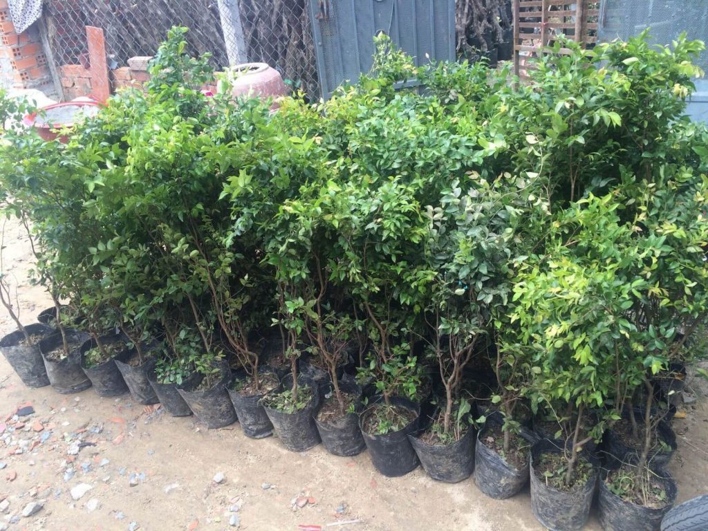cây giống nho thân gỗ