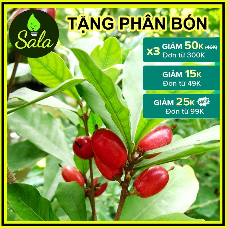 CÂY THẦN KỲ GIỐNG, CÂY CHIẾT CÀNH, CAO KHOẢNG 50CM