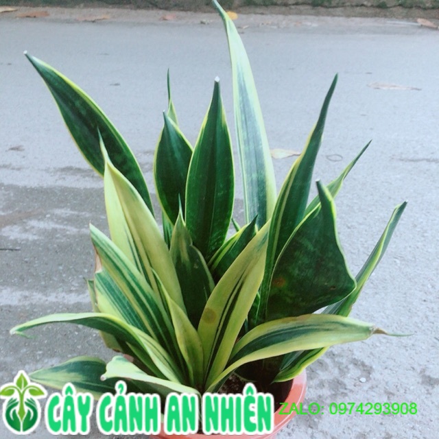 Lưỡi hổ hoàng kim