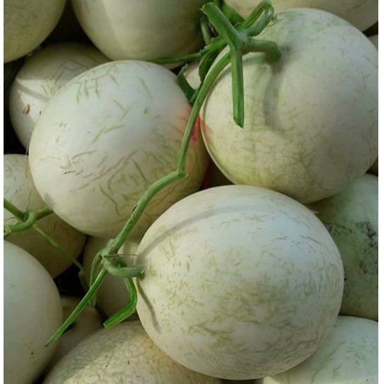 DƯA ĐỎ NỮ THẦN MẶT TRỜI (CANTALOUPE )