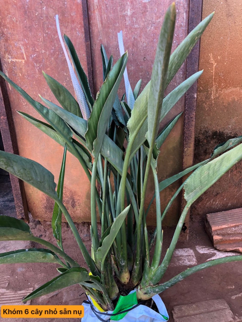 CHẬU HOA THIÊN ĐIỂU CÂY GIỐNG 30CM-40CM