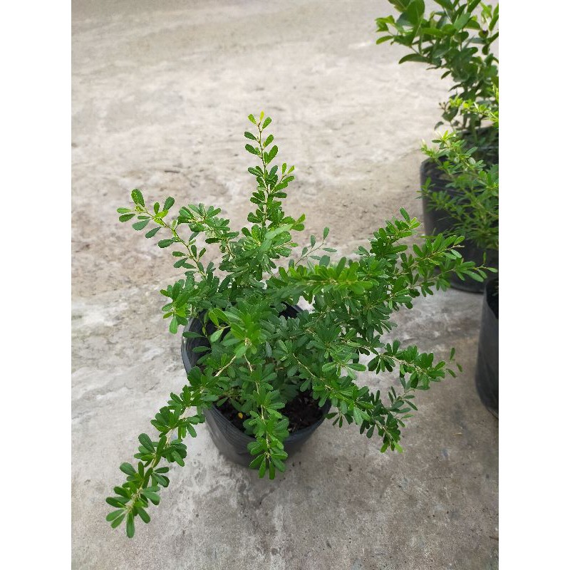Cây Linh Sam - cây cảnh mini - cây cảnh để bàn - caykiengsadec