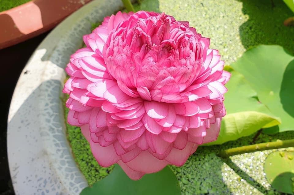 10 Hạt giống sen ngàn cánh S1000