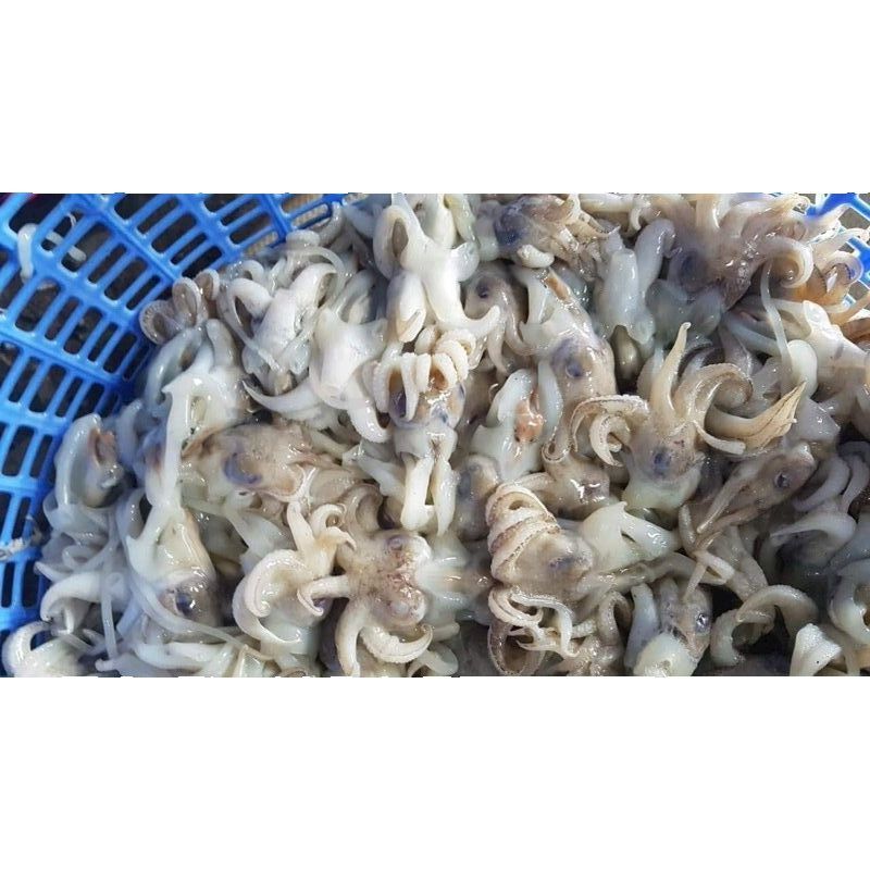 Đầu Mực Mini - 1kg net 7 (GIAO TPHCM)