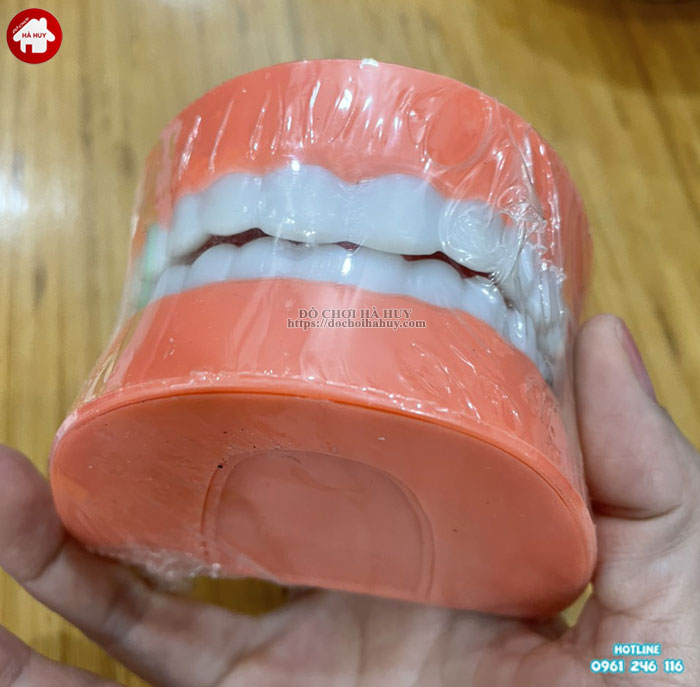 Đồ chơi mô hình hàm răng nhựa, đồ chơi thông tư