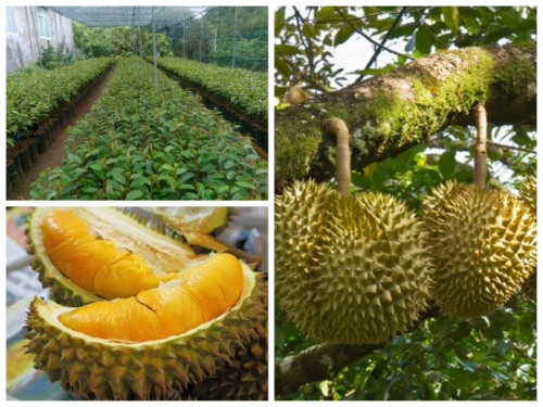 Cây giống Sầu Riêng Thái Lan. ( Dona ghép giống chuẩn)