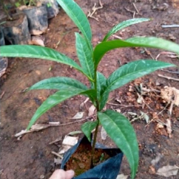 Cây trứng gà ( Lêkima) chất lượng cao