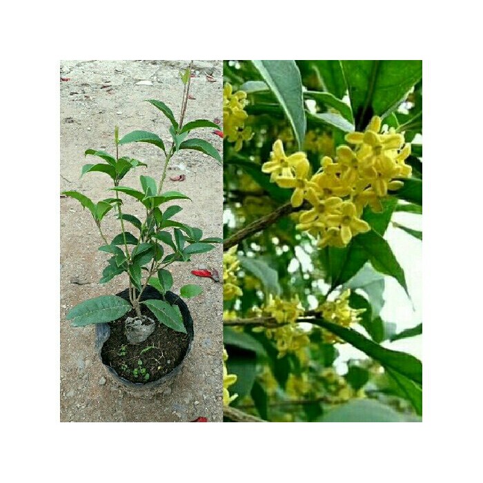 Cây mộc hương ta hoa vàng thơm ngát, cây phong thủy cây to khỏe cam kết giống chuẩn