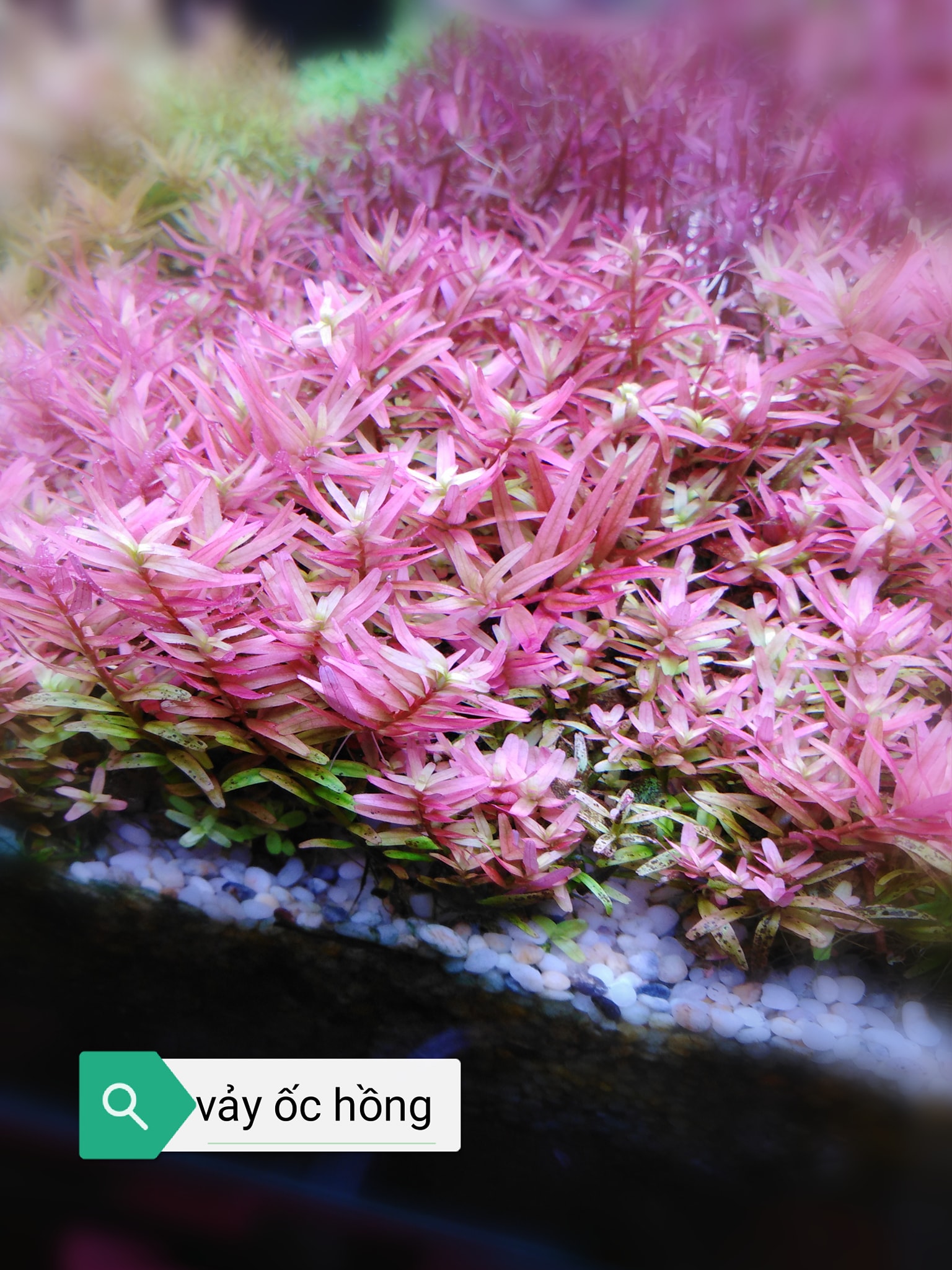 Cây Thuỷ Sinh Vảy ốc Hồng - Rotala Pink