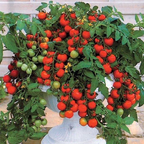 HẠT GIỐNG CÀ CHUA BI