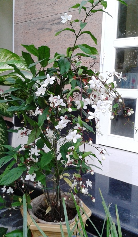 cây trinh nữ, cây ngọc dạ minh châu đang hoa, cây lớn hoa cực đẹp gửi đi nguyên chậu