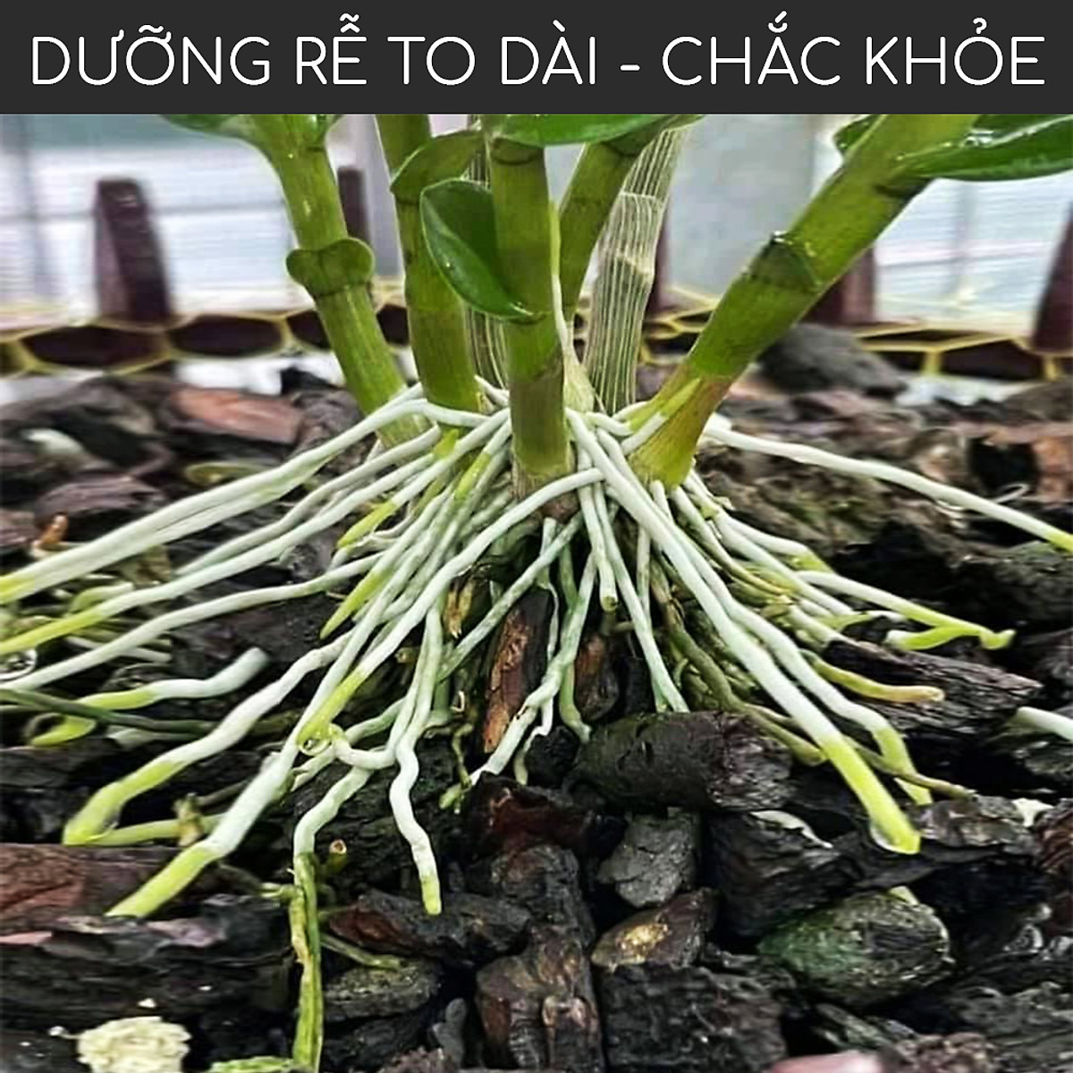 MAX ROOT - Kích Ra Rễ Cực Mạnh - hũ 100g