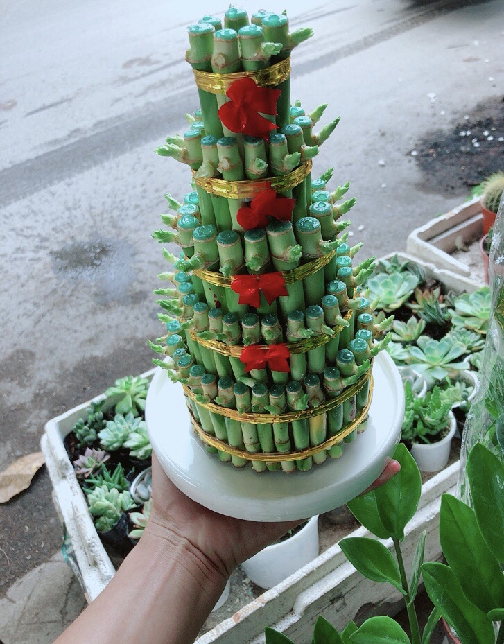 Chậu Trúc Phát Tài Size Lớn