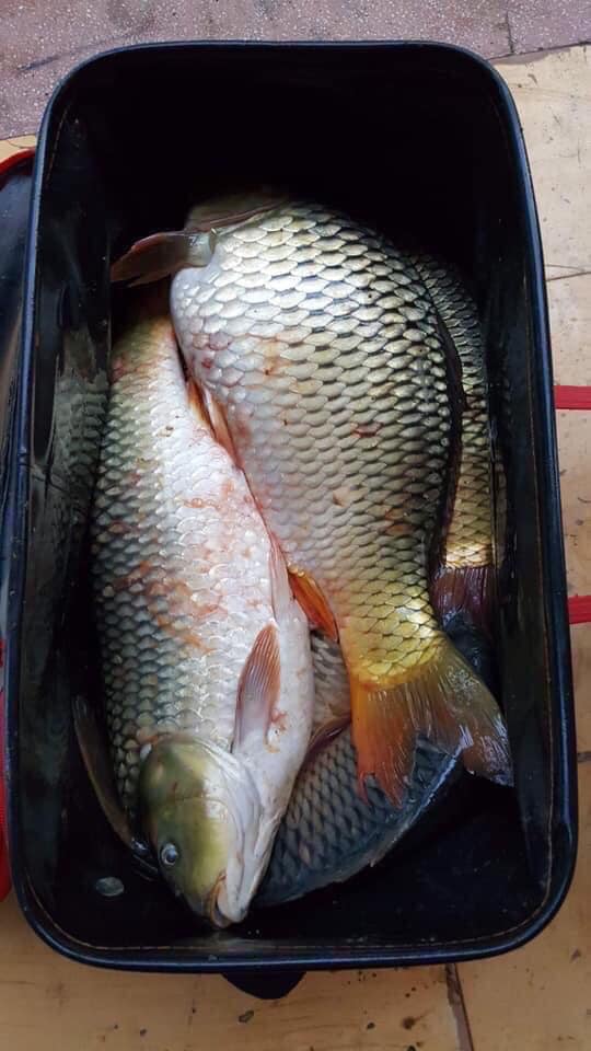 Thùng đựng cá 70cm đủ size