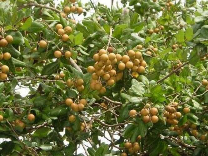 cây giống nhãn tiêu da bò đầu dòng