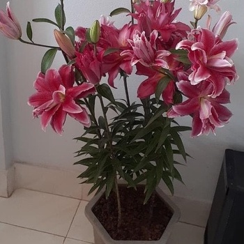Củ ly cao thơm size 20/22 Hà Lan đủ màu