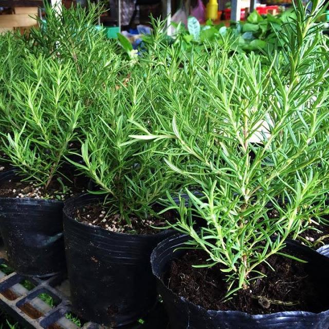 [HCM]HƯƠNG THẢO ROSEMARY BỤI LỚN.