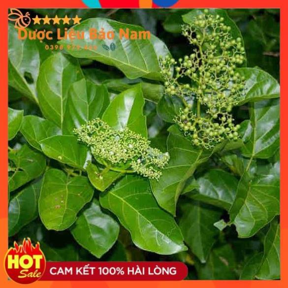 1kg cây lá mát gan khô Tây Bắc chuẩn , cây gan