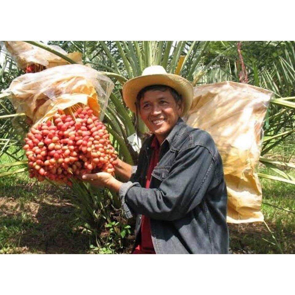 Cây chà là ăn trái - Cây Giống Nhập Khẩu