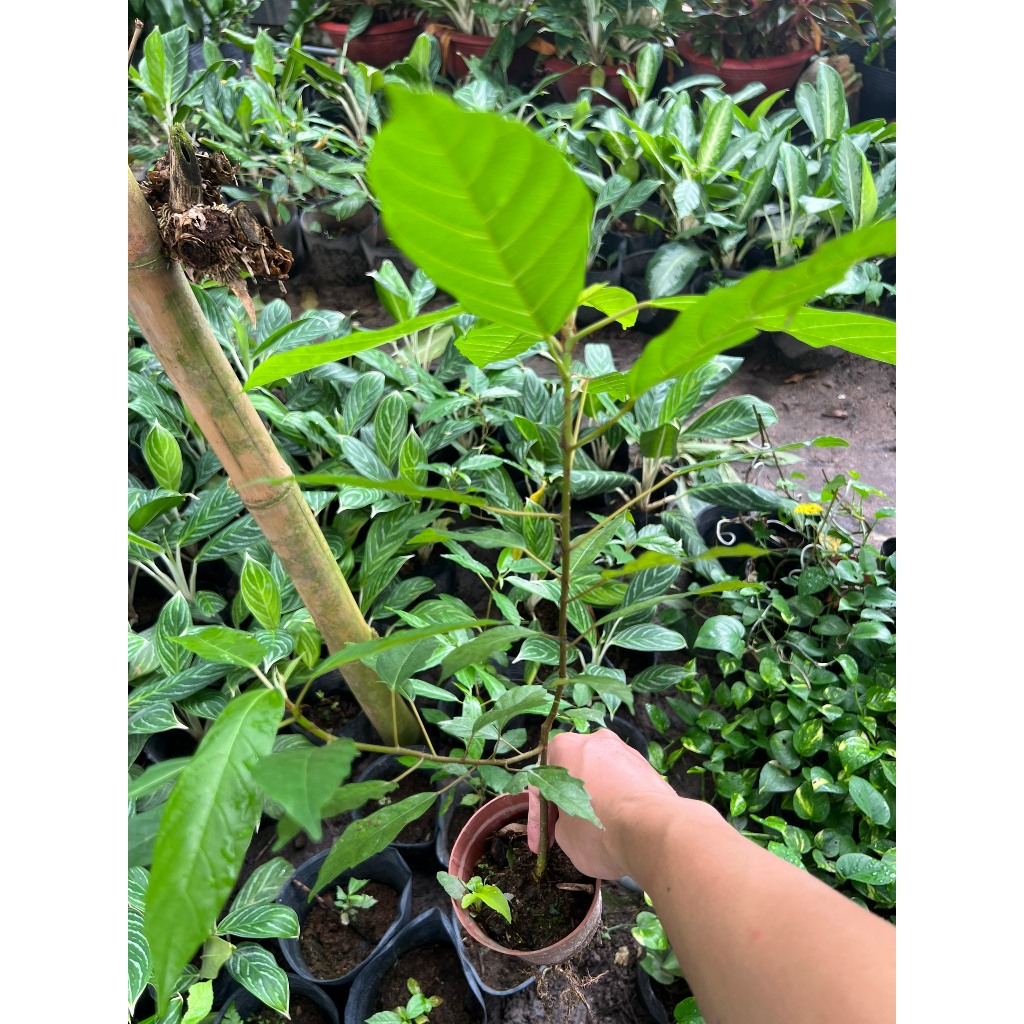 Cây sung- cây phong thủy (cao 30-50cm)