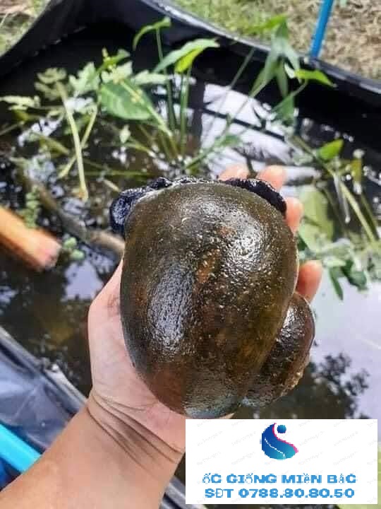 Trứng Ốc thái lan 5 ổ trứng lớn ( ốc trưởng thành 5-7 con 1kg )"