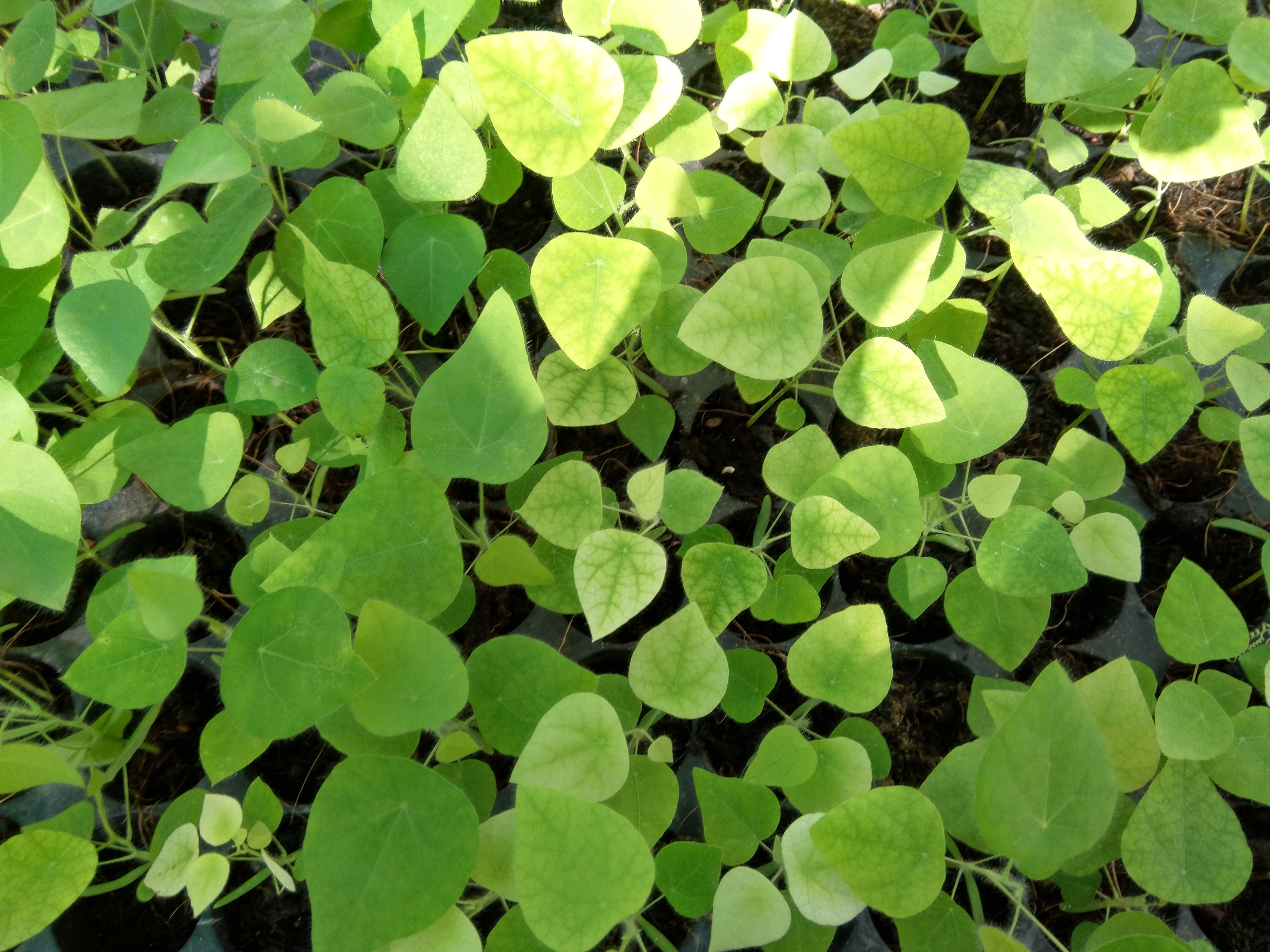 Combo of 10 forest ginseng plants (feather ginseng) sowing