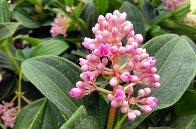 Cây giống Hòn Ngọc Viễn Đông - Trang Flowers
